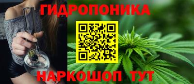 индика Кингисепп